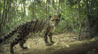 Camera Traps Capture Rare Wildlife In Remote Asian Forest, Here Are 69 Photos