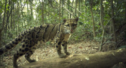 Camera Traps Capture Rare Wildlife In Remote Asian Forest, Here Are 69 Photos