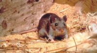 Deer mice, pictured here, are the most common carriers of hantavirus in the US (stock image)