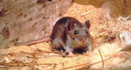 Deer mice, pictured here, are the most common carriers of hantavirus in the US (stock image)