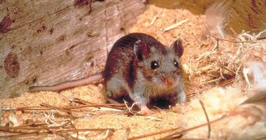 Deer mice, pictured here, are the most common carriers of hantavirus in the US (stock image)