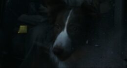 Does Olive the Dog Die in Normal?