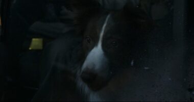 Does Olive the Dog Die in Normal?
