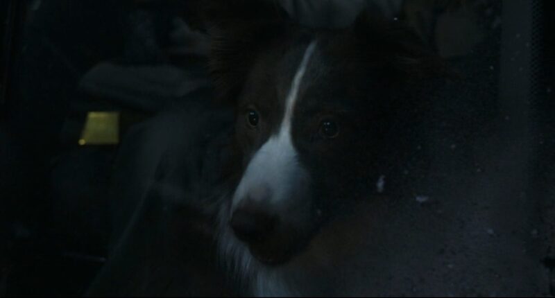 Does Olive the Dog Die in Normal?