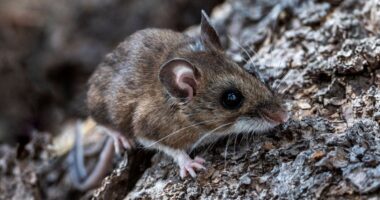 Hantavirus: What are the symptoms and how does it spread amid deadly cruise ship outbreak