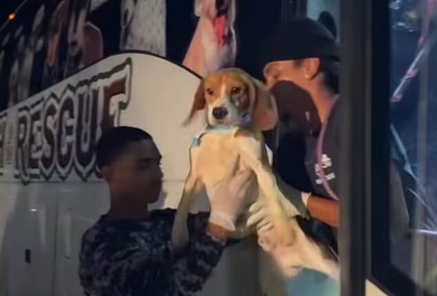 Big Dog Ranch Rescue received 300 beagles on Saturday night from a Wisconsin research lab