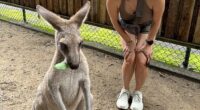 Kendall explained she regularly spots kangaroos while driving past large open fields in the early mornings or late afternoons