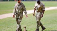 Duck and cover: Kindly soldiers usher the Mallard duck and her ducklings away from the impending gun salute in Hyde Park
