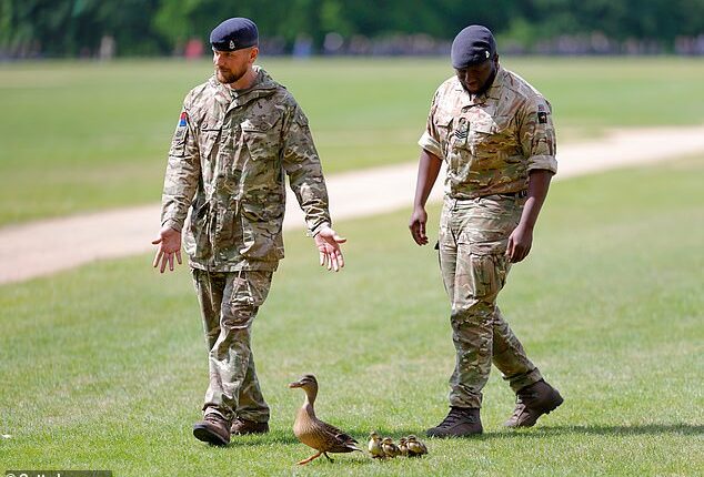 Duck and cover: Kindly soldiers usher the Mallard duck and her ducklings away from the impending gun salute in Hyde Park