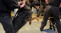 In London's Battersea Power Station, police arrived with K9s after crowds stormed past security guards toward the shop, with claims fights broke out