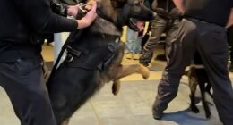 In London's Battersea Power Station, police arrived with K9s after crowds stormed past security guards toward the shop, with claims fights broke out