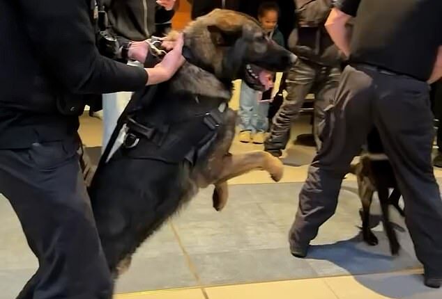In London's Battersea Power Station, police arrived with K9s after crowds stormed past security guards toward the shop, with claims fights broke out