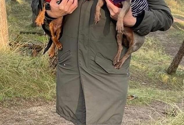 When Claire Bridger, 64, learned that her estranged husband had euthanised their dachshunds Violet and Dorothy she stabbed him in the chest and abdomen with a kitchen knife