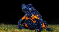Photographer Captured 22 Macro Shots To Showcase The Hidden Charm Of Frogs (New Pics)
