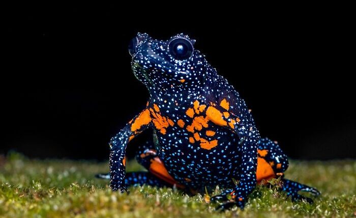 Photographer Captured 22 Macro Shots To Showcase The Hidden Charm Of Frogs (New Pics)