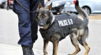 Powerhouse K-9s, and a Tearful Reunion, Are Your Weekend Palate Cleansers – RedState