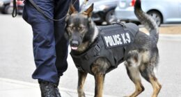Powerhouse K-9s, and a Tearful Reunion, Are Your Weekend Palate Cleansers – RedState