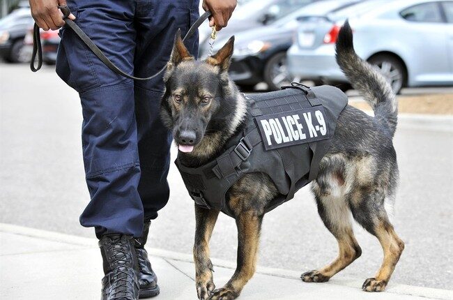 Powerhouse K-9s, and a Tearful Reunion, Are Your Weekend Palate Cleansers – RedState