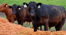 Rancher's Crisis Shows What's Wrong With The U.S. Beef Market