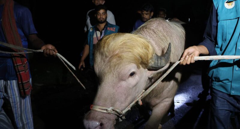 Rare albino buffalo nicknamed ‘Donald Trump’ ​spared Eid al-Adha sacrifice in Bangladesh after government intervention