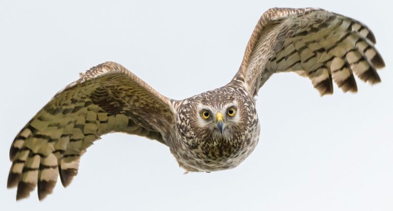 Rare birds of prey being shot, trapped and poisoned in crimes ‘linked’ to gamebird estate shoots