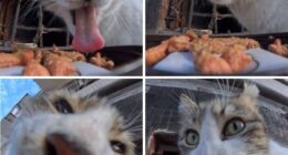 This Account Shares Stray Animals Getting Their Meals Delivered By Remote Control Car And Drone (40 New Pics)
