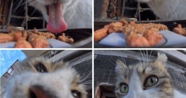 This Account Shares Stray Animals Getting Their Meals Delivered By Remote Control Car And Drone (40 New Pics)