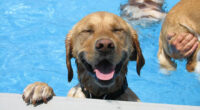 This Is What A ‘Pool Pawty’ At A Dog Daycare Center Looks Like – TVovermind