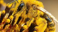 This Page Shared Macro Shots That Reveal The Strange And Stunning Details Of Flowers And Insects (55 Pics)