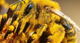 This Page Shared Macro Shots That Reveal The Strange And Stunning Details Of Flowers And Insects (55 Pics)