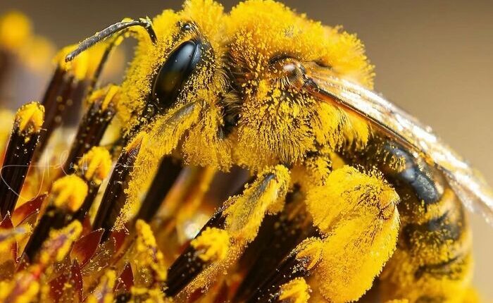 This Page Shared Macro Shots That Reveal The Strange And Stunning Details Of Flowers And Insects (55 Pics)