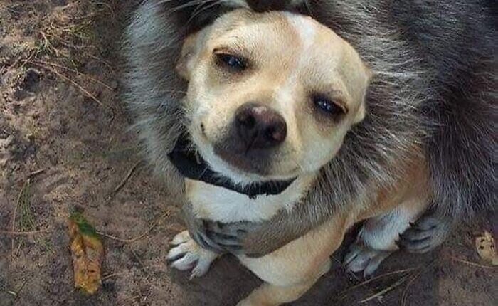 This Page Shares Funny Pics Of Raccoons That Prove They May Be The Cutest Animal Ever (47 Pics)