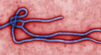 U.S. Establishes African Ebola Facility to Quarantine Infected Americans. – The National Pulse