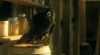 What Happens to the Birds? Why do They Kill Themselves?