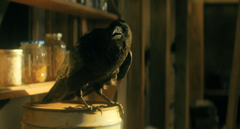 What Happens to the Birds? Why do They Kill Themselves?