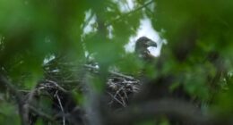 Wild bald eagle hatchlings may be US city’s first for more than 100 years