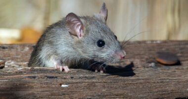 You Won’t Believe How a Simple Birdwatching Stop Created the Hantavirus Outbreak – RedState