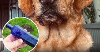 ‘We Rate Dogs’ Shared 32 New Stories That Are Funny, Emotional, And Absolutely Heartwarming
