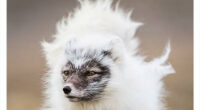 100 Rare And Bizarre Creatures That Prove Nature Has A Much Wilder Imagination Than We Do