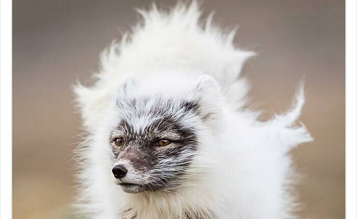 100 Rare And Bizarre Creatures That Prove Nature Has A Much Wilder Imagination Than We Do
