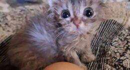 50 Funny Cat Memes That Prove Life Is Better When Cats Are Being Weird