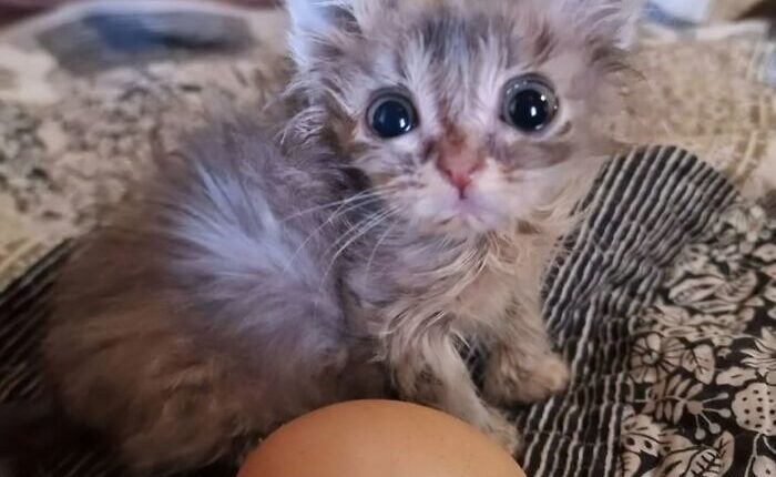 50 Funny Cat Memes That Prove Life Is Better When Cats Are Being Weird