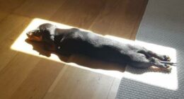 75 Incredibly Adorable Photos Of Animals Sunbathing That Might Heal Your Soul (New Pics)