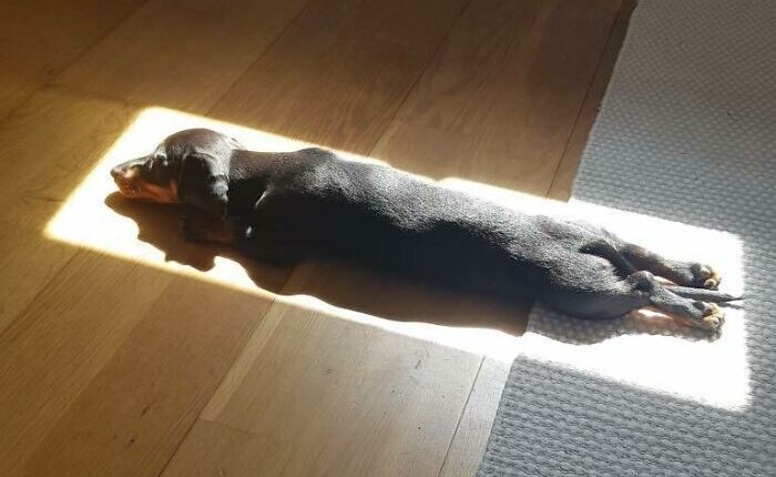 75 Incredibly Adorable Photos Of Animals Sunbathing That Might Heal Your Soul (New Pics)