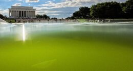 Just weeks after the Trump administration boasted that the Lincoln Memorial Reflecting Pool was looking 'better than ever,' algae turned the water a disgusting lime green