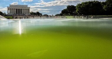 Just weeks after the Trump administration boasted that the Lincoln Memorial Reflecting Pool was looking 'better than ever,' algae turned the water a disgusting lime green