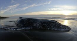 Blue State AGs Suing Over Scuttled Offshore Wind Farms – HotAir