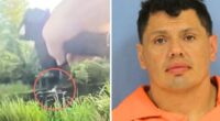 Bodycam footage shows man fleeing DWI arrest being attacked by alligator after jumping in swamp, police say