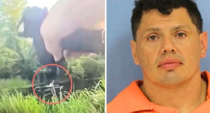Bodycam footage shows man fleeing DWI arrest being attacked by alligator after jumping in swamp, police say