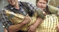 Pictured: Owners Andy Johnson and wife Tracey transporting a 400lb crocodile in 2009. Tracey is believed to have pulled the boy to safety